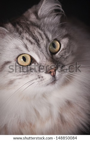 Longhair cat 