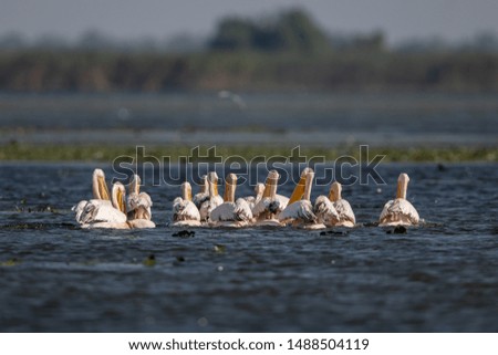 Pelicans in the Danube Delta in Romania.