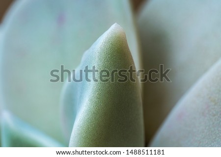 Very close-up minimalist macro photography of a succulent plant with an unfocused background, with high-definition microscopic details.