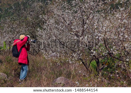 professional young female photographer is shooting with a digital SLR camera, and many white flowers bloom on the branches of plum trees.