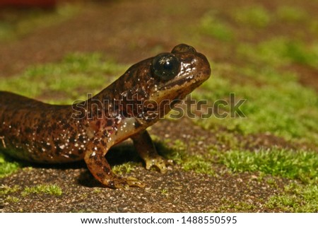 Southern Torrent Salamander (Rhyacotriton variegatus) from Mendocino County, California. 