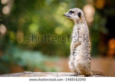 African meerkat on guard family