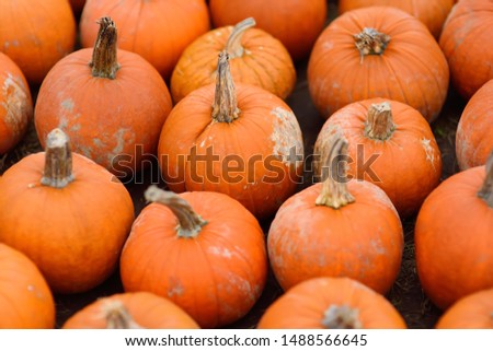 Fresh large healthy bio pumpkins on agricultural farm at autumn. Healthy food. Pumpkin is traditional vegetable used on American holidays - Halloween and Thanksgiving Day.
