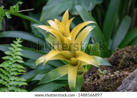 A yellow bromeliad flowering plant in a garden (Bromeliaceae).