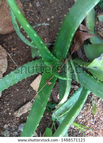 Alovera is a succulent plant species of the genus aloe an evergreen perennial it originates form of the Arabian peninsula                                                                               