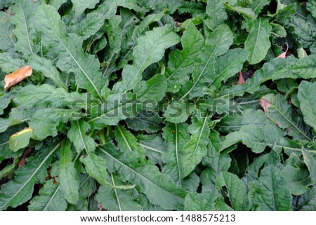 Elephantopus scaber is a tropical species of flowering plant in the sunflower family.  Royalty-Free Stock Photo #1488575213