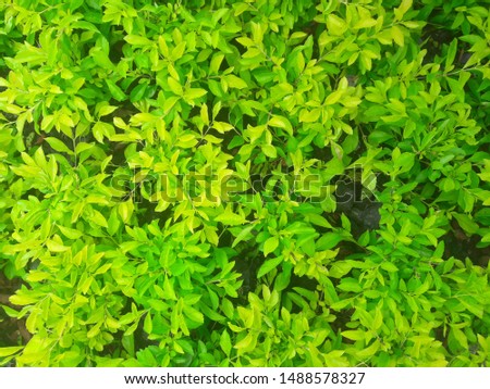 green leaves background of the tropical forest plant.