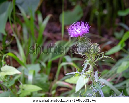 A close-up picture of a thistle flower 