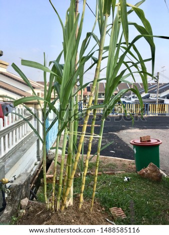 Sugarcane plants or 'Tebu' in Malay growth at house garden.