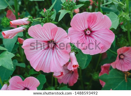 pink petunia blooms in the summer garden