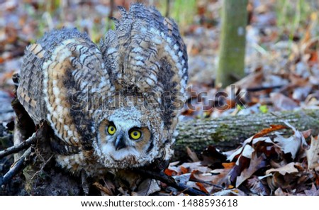 Bubo virginianus is a beautiful little owl