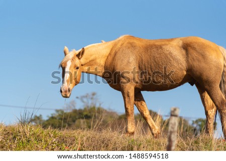A beautiful specimen of Creole horse breed in production and breeding farm in southern Brazil. Rural landscape of farms on the border of Brazil and Uruguay