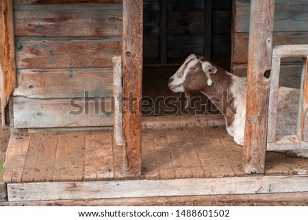 August 24,2019 Richmond British Columbia Canada Male goat at Richmond Farms