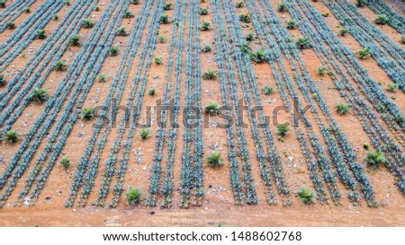 Pineapple industrial tree plantation pattern from aerial view nature background