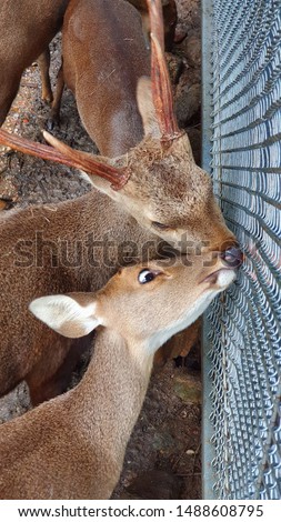 Image of deer eating food