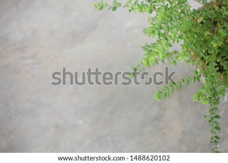 Nature green leaf flower with copy space background for your text