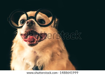 cute brown chihuahua dog wear round black glasses and neck tie nerd dog on black color background