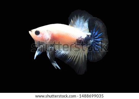 Siamese fighting fish,breed and culture in Thailand.
3-4 months old age,
Scientific name: Betta splendens