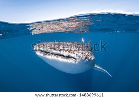 Whale shark mouth head on, Ningaloo reef, Western Australia  Royalty-Free Stock Photo #1488699611