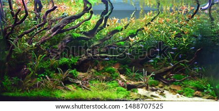 Aquascape Nature Aquarium Plant and Fish Tank  Royalty-Free Stock Photo #1488707525