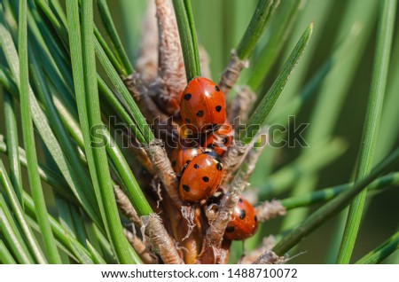 Ladybug cluster group on a green pine branch. Eye level shooting. Macro. The horizontal location of the picture