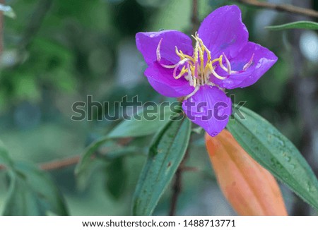 Photos of beautiful purple wild flowers