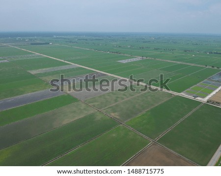 Aerial view of growth paddy field at Sekinchan, Malaysia. Agriculture landscape concept. Aerial top down photography.