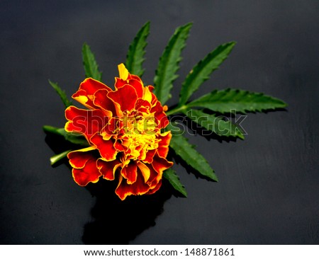 Calendula officinalis. Pot marigold flower against black ground