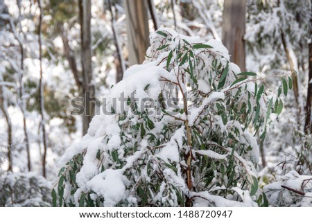 Close up of green leaves of eucalyptus tree covered with snow. Winter snowfall in Australia