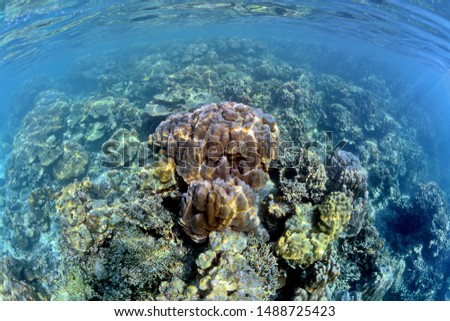 Coral at the level near the surface