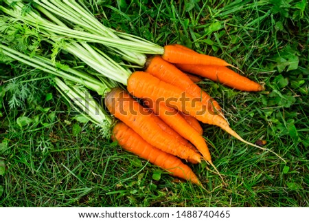 Fresh carrots with tops on the grass. Eco bio vegan food