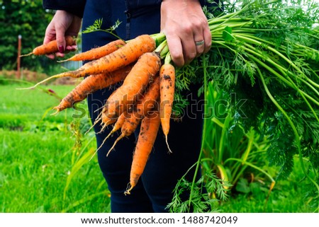 Fresh carrots with tops in a female hand. Eco bio vegan food