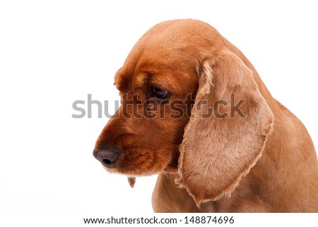 Portrait of sad English cocker spaniel dog looking up, isolated on white background.