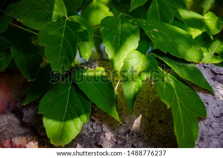 Green foliage. on a Sunny day the leaves of the trees probivaya first rays of the sun. Beautiful good morning. Positive day. Great background.