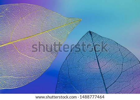 Abstract colorful autumn leaves. Close-up.