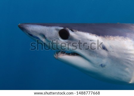 close-up of shortfin mako shark, Isurus oxyrinchus, off Cape Point, South Africa, Atlantic Ocean; ampullae of Lorenzini can be observed clearly Royalty-Free Stock Photo #1488777668