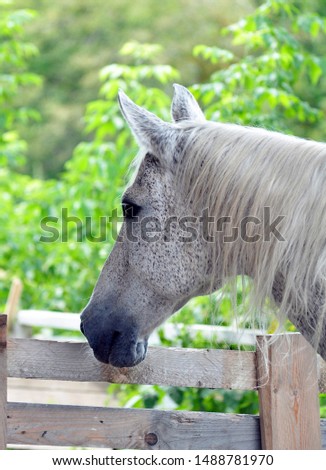 Grey horse behind a wooden fence