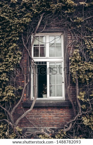Alone White window, ivy overgrown wall, house, garden cleaning, decoration and garden decoration, cutting plants. garden care, vertical photo, autumn