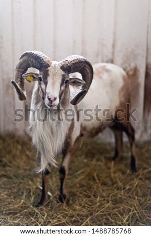 Ram stands in a corral for livestock. Sheep looking at the camera