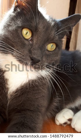 Photo of a gray cat with white spots. Domestic gray cat with yellow eyes