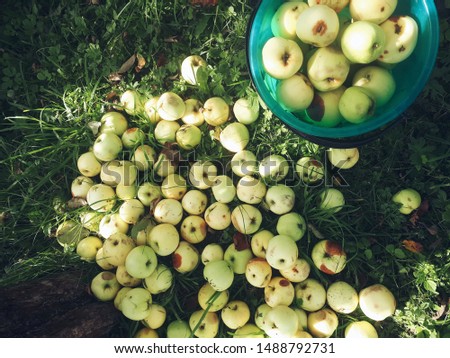 Fallen yellow apples in a bucket and on grass under a tree, top view. Autumn still life with apples