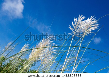 Kash flower Stock photos,Saccharum spontaneum is a grass native to the Indian Subcontinent.