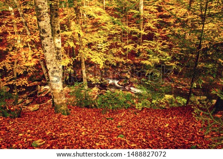 Beautiful vintage autumn landscape with fallen dry red leaves in beech forest