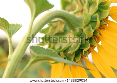 Beautiful blooming sunflower in field, closeup