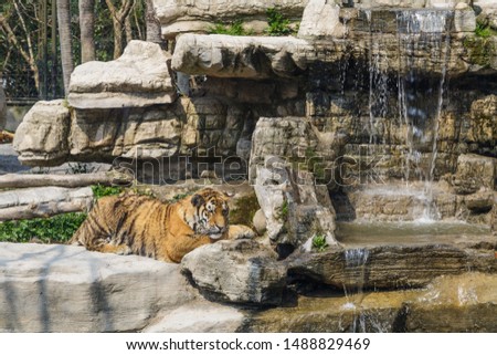 Young Tiger in the zoo. Wild animal concept