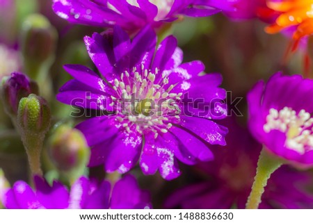 Background of colorful flowers in full nature in autumn.