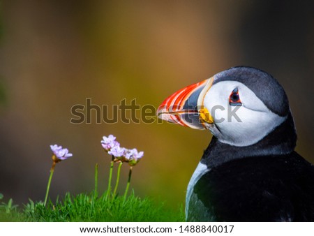 Closeup of Puffin on Saltee Islands, Ireland. With Blurred Background and Copy Space