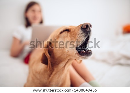 Small brown dog lying on the bed by the girl using laptop and barking Royalty-Free Stock Photo #1488849455