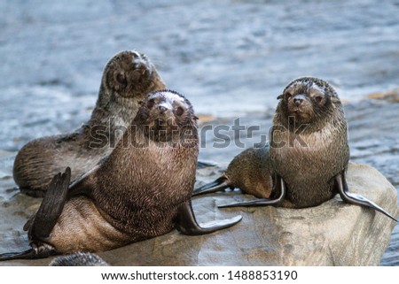 New Zealand Fur Seal colony