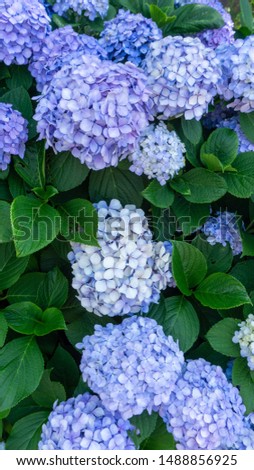 Blue and violet hydrangea close-up picture.